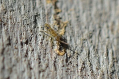 Entomobrya katzi