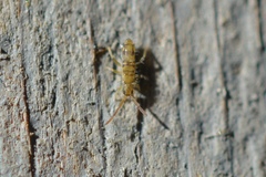 Entomobrya katzi