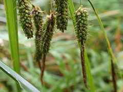 Carex coriacea