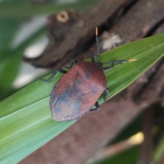 Coridius