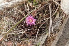 Echinofossulocactus lamellosus