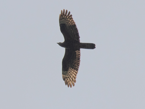 European Honey-buzzard