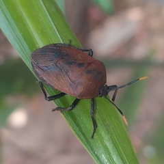 Coridius