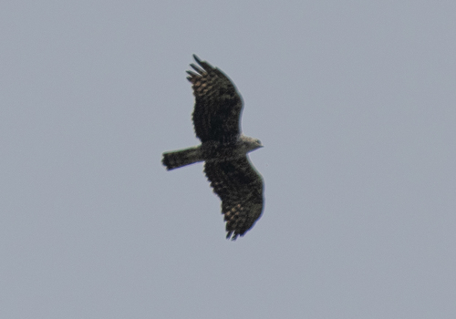 Ayres's Hawk-Eagle (Hieraaetus ayresii), photo 2
