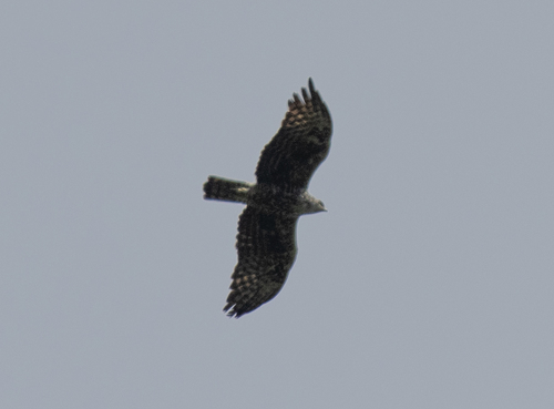 Ayres's Hawk-Eagle (Hieraaetus ayresii)