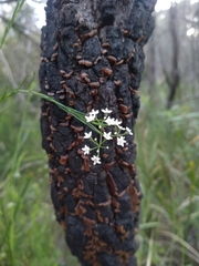 Platysace linearifolia