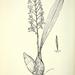 Phreatia limenophylax - Photo Internet Archive Book Images, no known copyright restrictions (public domain)