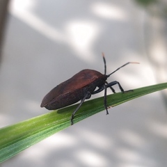 Coridius