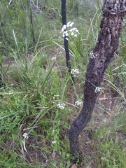 Platysace linearifolia