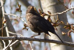 Turdus merula