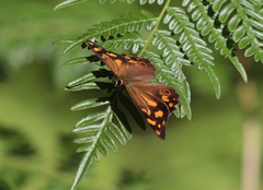 Heteronympha banksii