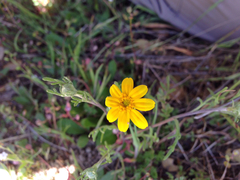 Pseudobahia heermannii