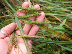 Carex coriacea