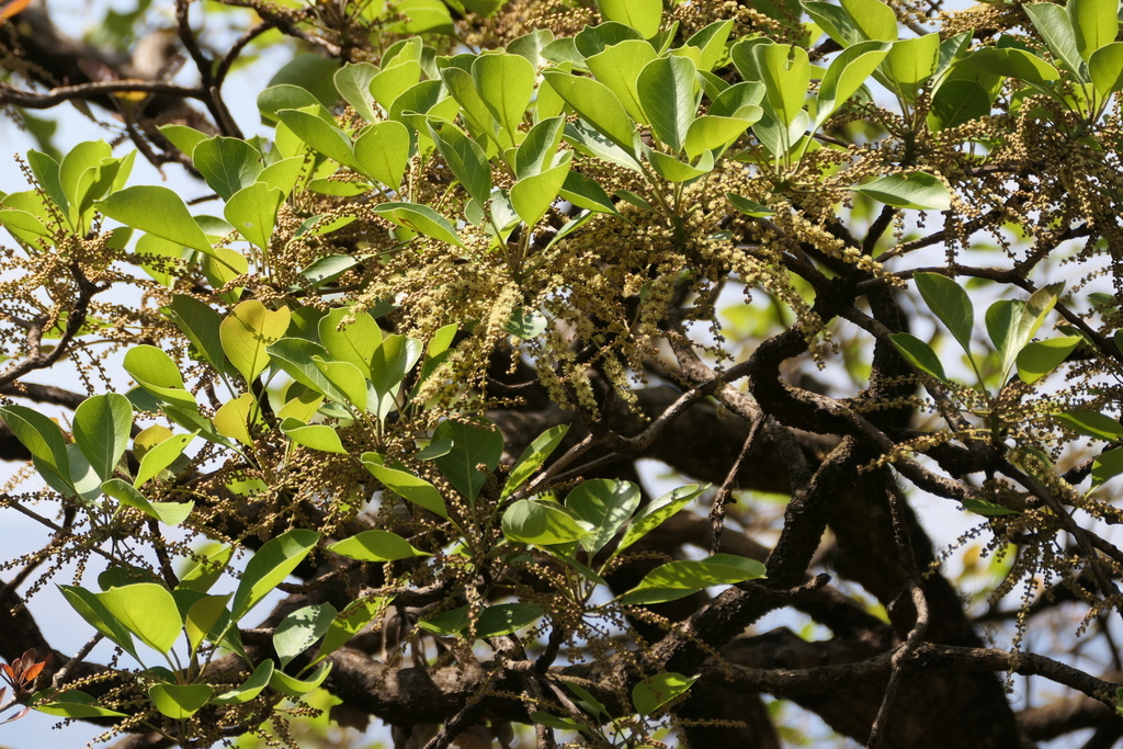 Terminalia bellirica; photograph (c) Dinesh Valke, some rights reserved (CC BY-SA)
