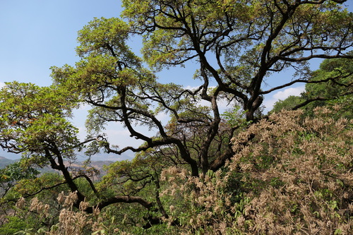 Terminalia bellirica, photograph 5