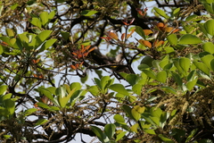 Terminalia bellirica, photograph (c) Dinesh Valke, some rights reserved (CC BY-SA)