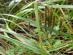 Carex coriacea