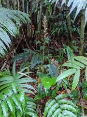 Erythrodes