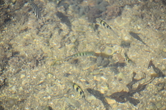 Abudefduf whitleyi