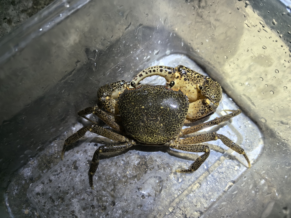 Heterochelamon tessellatum