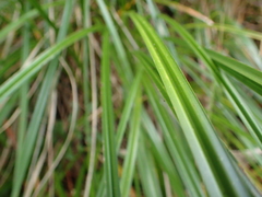 Carex coriacea