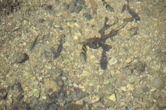 Abudefduf whitleyi