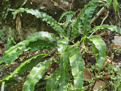 Hart's-tongue fern