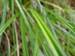 Carex coriacea
