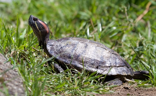 Trachemys scripta elegans