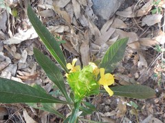 Barleria oenotheroides