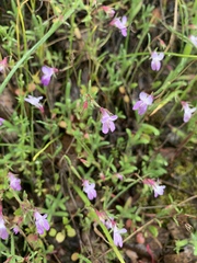 Collinsia sparsiflora