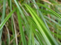 Carex coriacea