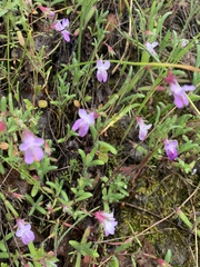 Collinsia sparsiflora