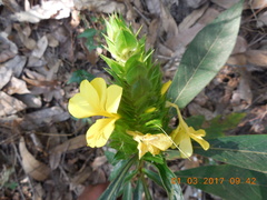 Barleria oenotheroides
