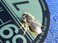 Andrena frigida
