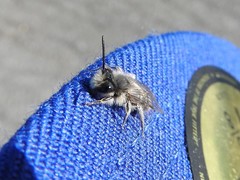 Andrena frigida