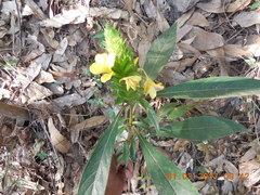 Barleria oenotheroides