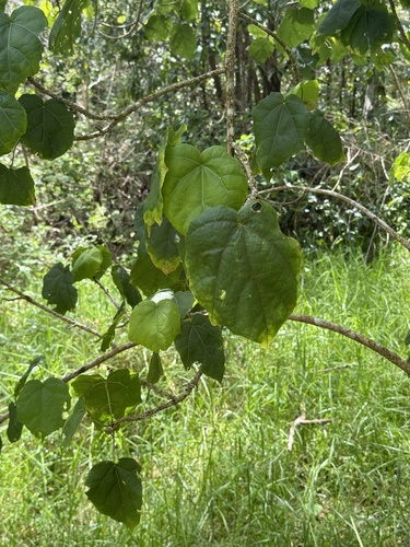 Hibiscadelphus giffardianus, photograph 2