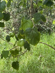 (c) Tara Severns, some rights reserved (CC BY) Hibiscadelphus giffardianus, photograph (c) Tara Severns, some rights reserved (CC BY)