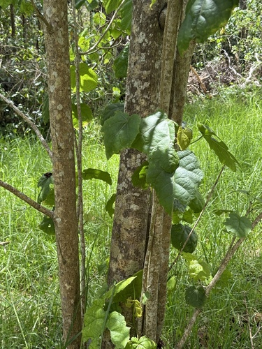 Hibiscadelphus giffardianus observed 2026-04-27