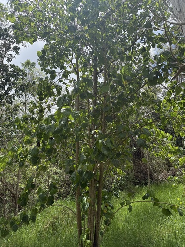 Hibiscadelphus giffardianus, photograph 3