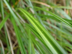 Carex coriacea