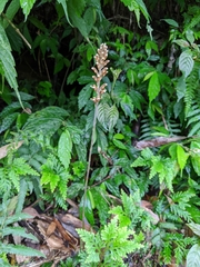 Erythrodes