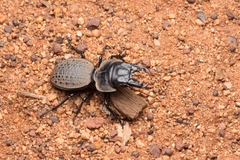Philoscaphus