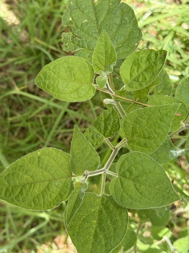 Physalis peruviana observed 2026-04-27