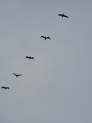 Pelecanus occidentalis