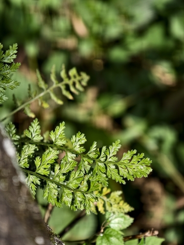 Asplenium sarelii observed 2026-05-10