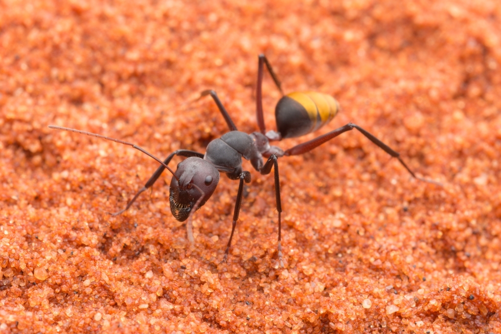 Camponotus aurocinctus