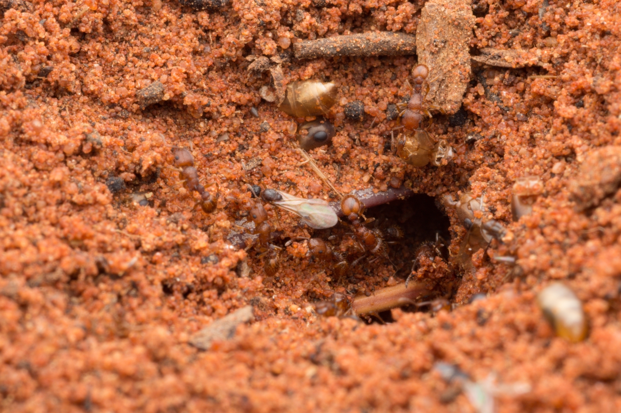 Tetramorium striolatum