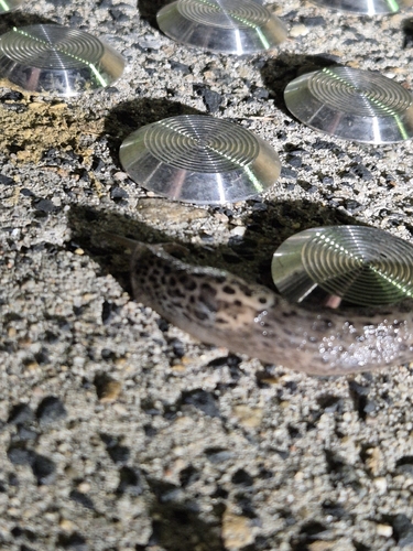 Limax maximus